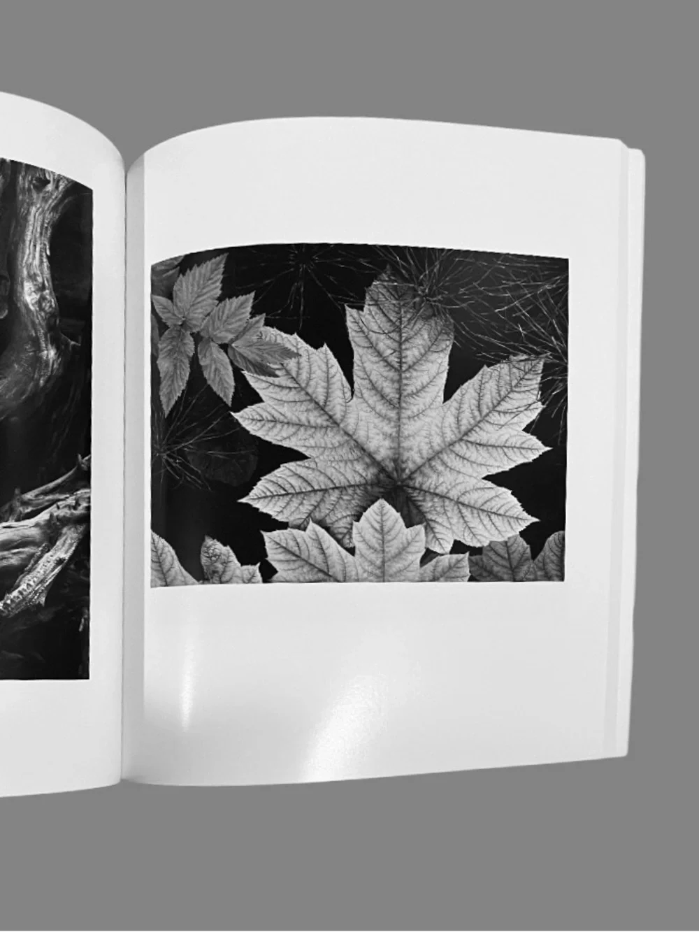 N/A portfolios ansel